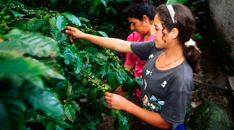 Беларусь соавтор резолюции ООН о Международном дне кофе